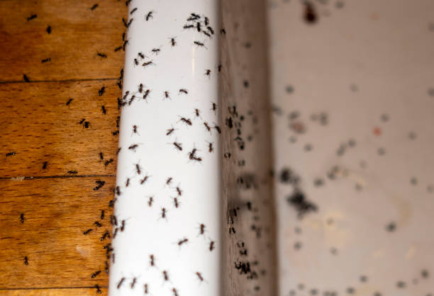Best Emergency Pest Control  in Christiansburg, VA