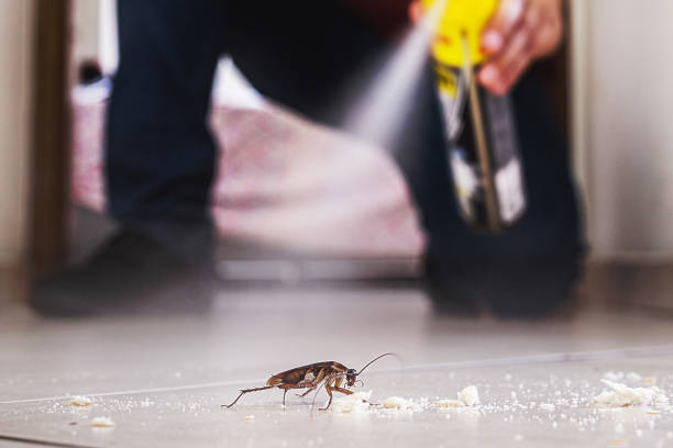 Best Rat Extermination Near Me  in Christiansburg, VA
