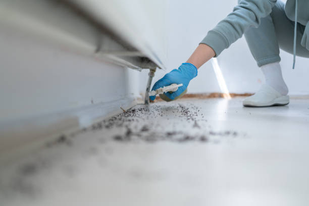 Reliable Christiansburg, VA Pest Control Solutions
